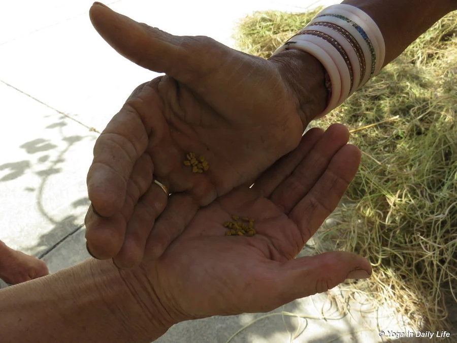 Fenugreek seeds 2018 